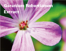 Geranium Robertianum Extract