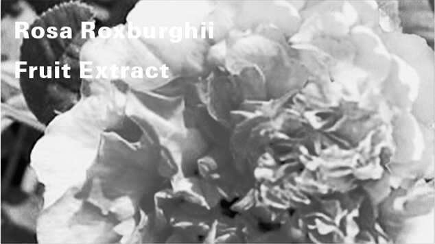 Rosa Roxburghii Fruit Extract