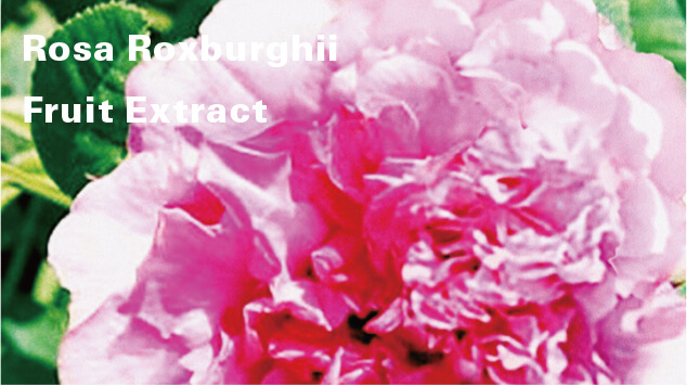 Rosa Roxburghii Fruit Extract